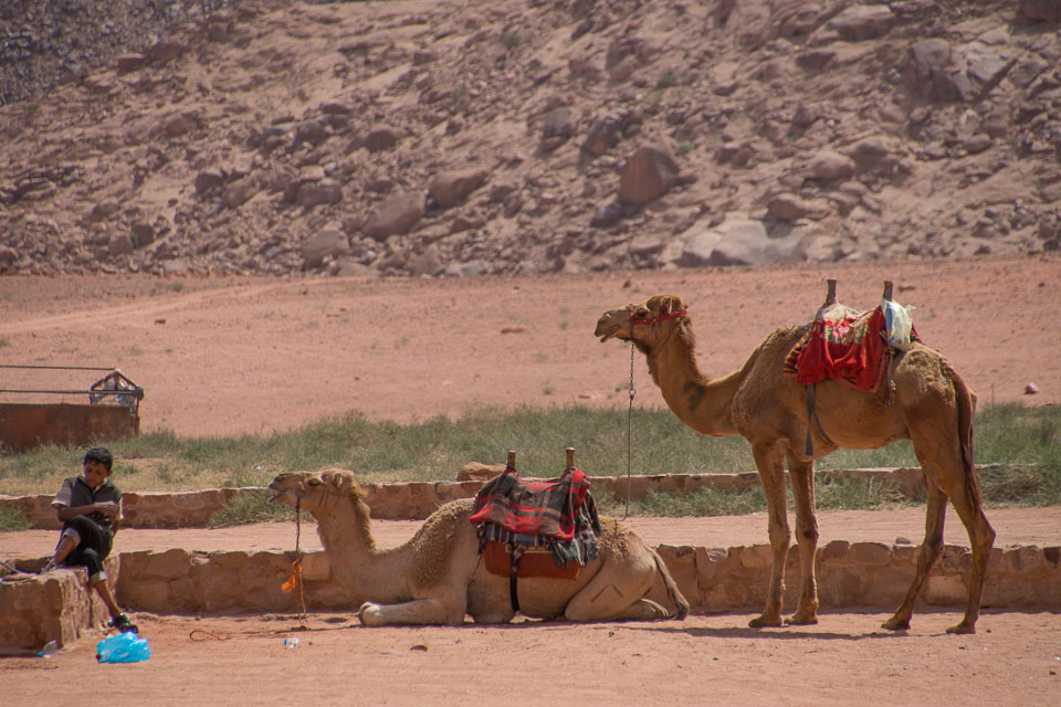 “Resting Camels” by Emma Jones