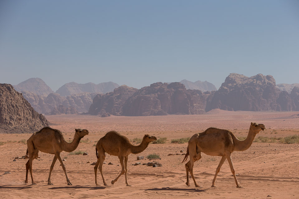 “Three Camels crossing Wadi Rum” by Neil Cordell